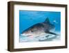 Tiger Sharks, Northern Bahamas-Stuart Westmorland-Framed Photographic Print