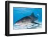 Tiger Sharks, Northern Bahamas-Stuart Westmorland-Framed Photographic Print