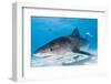 Tiger Sharks, Northern Bahamas-Stuart Westmorland-Framed Photographic Print