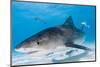 Tiger Sharks, Northern Bahamas-Stuart Westmorland-Mounted Photographic Print