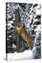 Tiger Sharpening its Claws on Old Spruce Tree Trunk, in Snowy, Spruce Forest (Captive Animal)-Lynn M^ Stone-Stretched Canvas