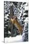 Tiger Sharpening its Claws on Old Spruce Tree Trunk, in Snowy, Spruce Forest (Captive Animal)-Lynn M^ Stone-Stretched Canvas
