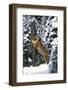 Tiger Sharpening its Claws on Old Spruce Tree Trunk, in Snowy, Spruce Forest (Captive Animal)-Lynn M^ Stone-Framed Photographic Print