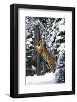 Tiger Sharpening its Claws on Old Spruce Tree Trunk, in Snowy, Spruce Forest (Captive Animal)-Lynn M^ Stone-Framed Photographic Print