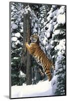 Tiger Sharpening its Claws on Old Spruce Tree Trunk, in Snowy, Spruce Forest (Captive Animal)-Lynn M^ Stone-Mounted Photographic Print