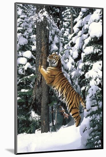 Tiger Sharpening its Claws on Old Spruce Tree Trunk, in Snowy, Spruce Forest (Captive Animal)-Lynn M^ Stone-Mounted Photographic Print