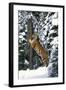 Tiger Sharpening its Claws on Old Spruce Tree Trunk, in Snowy, Spruce Forest (Captive Animal)-Lynn M^ Stone-Framed Photographic Print
