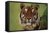 Tiger Sitting under Fern Leaves-DLILLC-Framed Stretched Canvas