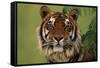 Tiger Sitting under Fern Leaves-DLILLC-Framed Stretched Canvas