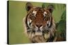 Tiger Sitting under Fern Leaves-DLILLC-Stretched Canvas