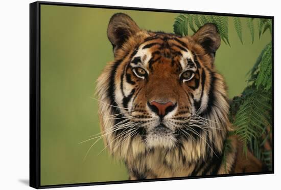 Tiger Sitting under Fern Leaves-DLILLC-Framed Stretched Canvas