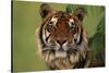 Tiger Sitting under Fern Leaves-DLILLC-Stretched Canvas