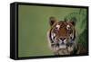 Tiger Sitting under Fern Leaves-DLILLC-Framed Stretched Canvas