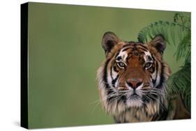 Tiger Sitting under Fern Leaves-DLILLC-Stretched Canvas