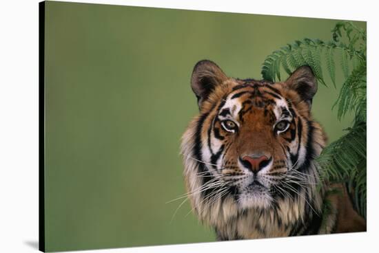 Tiger Sitting under Fern Leaves-DLILLC-Stretched Canvas