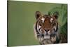 Tiger Sitting under Fern Leaves-DLILLC-Stretched Canvas