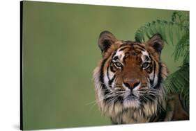 Tiger Sitting under Fern Leaves-DLILLC-Stretched Canvas