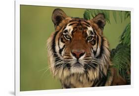 Tiger Sitting under Fern Leaves-DLILLC-Framed Photographic Print