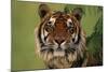 Tiger Sitting under Fern Leaves-DLILLC-Mounted Photographic Print