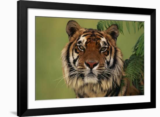 Tiger Sitting under Fern Leaves-DLILLC-Framed Photographic Print