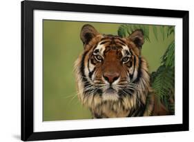 Tiger Sitting under Fern Leaves-DLILLC-Framed Photographic Print