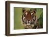Tiger Sitting under Fern Leaves-DLILLC-Framed Photographic Print