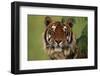 Tiger Sitting under Fern Leaves-DLILLC-Framed Photographic Print