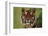 Tiger Sitting under Fern Leaves-DLILLC-Framed Photographic Print