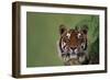 Tiger Sitting under Fern Leaves-DLILLC-Framed Photographic Print