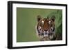 Tiger Sitting under Fern Leaves-DLILLC-Framed Photographic Print