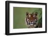 Tiger Sitting under Fern Leaves-DLILLC-Framed Photographic Print