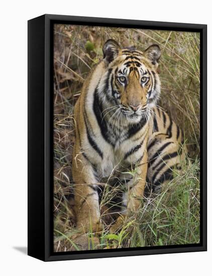 Tiger Sittingportrait, Bandhavgarh National Park, India 2007-Tony Heald-Framed Stretched Canvas