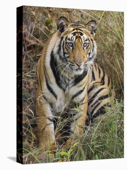 Tiger Sittingportrait, Bandhavgarh National Park, India 2007-Tony Heald-Stretched Canvas