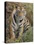 Tiger Sittingportrait, Bandhavgarh National Park, India 2007-Tony Heald-Stretched Canvas