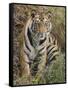 Tiger Sittingportrait, Bandhavgarh National Park, India 2007-Tony Heald-Framed Stretched Canvas