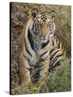 Tiger Sittingportrait, Bandhavgarh National Park, India 2007-Tony Heald-Stretched Canvas