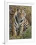 Tiger Sittingportrait, Bandhavgarh National Park, India 2007-Tony Heald-Framed Photographic Print