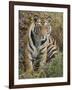 Tiger Sittingportrait, Bandhavgarh National Park, India 2007-Tony Heald-Framed Photographic Print