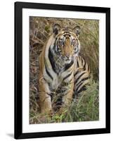 Tiger Sittingportrait, Bandhavgarh National Park, India 2007-Tony Heald-Framed Photographic Print