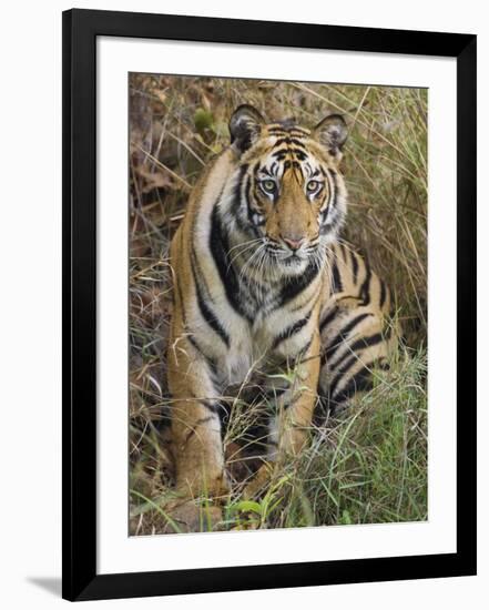 Tiger Sittingportrait, Bandhavgarh National Park, India 2007-Tony Heald-Framed Photographic Print