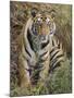 Tiger Sittingportrait, Bandhavgarh National Park, India 2007-Tony Heald-Mounted Photographic Print