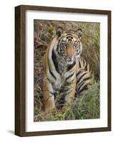 Tiger Sittingportrait, Bandhavgarh National Park, India 2007-Tony Heald-Framed Photographic Print