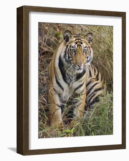 Tiger Sittingportrait, Bandhavgarh National Park, India 2007-Tony Heald-Framed Photographic Print