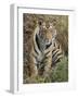 Tiger Sittingportrait, Bandhavgarh National Park, India 2007-Tony Heald-Framed Photographic Print