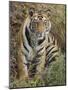 Tiger Sittingportrait, Bandhavgarh National Park, India 2007-Tony Heald-Mounted Photographic Print