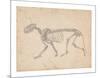 Tiger Skeleton, Lateral View-George Stubbs-Mounted Premium Giclee Print