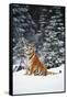 Tiger Sniffing Air, in Snow, at Edge of Evergreen Forest in Falling Snow-Lynn M^ Stone-Framed Stretched Canvas