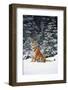 Tiger Sniffing Air, in Snow, at Edge of Evergreen Forest in Falling Snow-Lynn M^ Stone-Framed Photographic Print