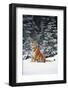 Tiger Sniffing Air, in Snow, at Edge of Evergreen Forest in Falling Snow-Lynn M^ Stone-Framed Photographic Print