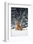 Tiger Sniffing Air, in Snow, at Edge of Evergreen Forest in Falling Snow-Lynn M^ Stone-Framed Photographic Print